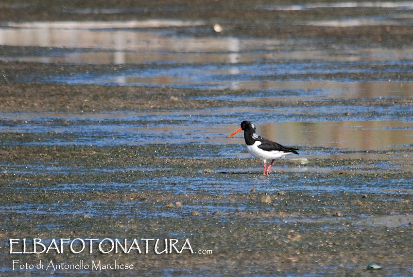 Beccacce di Mare (Haematopus ostralegus)